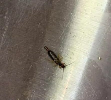 How To Get Rid Of Earwigs With One Simple Ingredient